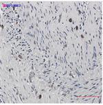 CREB1 Recombinant Rabbit Monoclonal Antibody