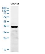 CREB1 Antibody in Western Blot (WB)