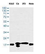 EIF4EBP1 Antibody in Western Blot (WB)