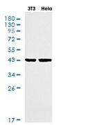 SERPINE1 Recombinant Rabbit Monoclonal Antibody