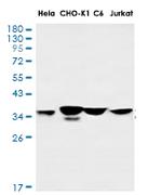 SPP1 Antibody in Western Blot (WB)