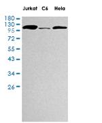NAT10 Antibody in Western Blot (WB)