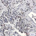 NAMPT Recombinant Rabbit Monoclonal Antibody