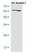 NAMPT Antibody in Western Blot (WB)