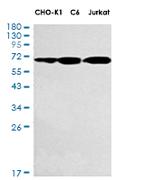 MSN Antibody in Western Blot (WB)