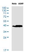 HLA-A Antibody in Western Blot (WB)