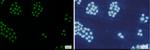 MCM5 Recombinant Rabbit Monoclonal Antibody