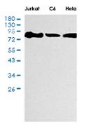 MCM5 Antibody in Western Blot (WB)