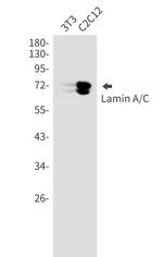 L1RE1 Antibody in Western Blot (WB)