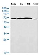 LTA4H Antibody in Western Blot (WB)