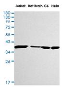 LDHA Antibody in Western Blot (WB)