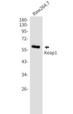 KEAP1 Antibody in Western Blot (WB)