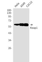 KEAP1 Antibody in Western Blot (WB)
