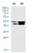 MAPK8 Recombinant Rabbit Monoclonal Antibody