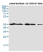 MAPK8 Recombinant Rabbit Monoclonal Antibody