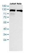 IPO9 Antibody in Western Blot (WB)