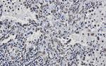 ILF3 Recombinant Rabbit Monoclonal Antibody