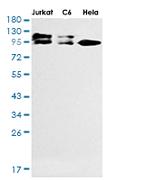 ILF3 Antibody in Western Blot (WB)