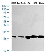 HMGB1 Antibody in Western Blot (WB)
