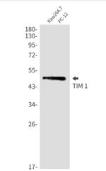 HAVCR1 Recombinant Rabbit Monoclonal Antibody
