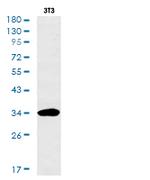 HMOX1 Antibody in Western Blot (WB)