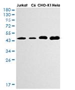 GSK3B Antibody in Western Blot (WB)