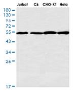 FKBP4 Recombinant Rabbit Monoclonal Antibody