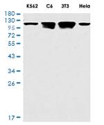 PTK2 Antibody in Western Blot (WB)