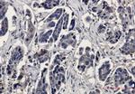 MAPK1 Antibody in Immunohistochemistry (Paraffin) (IHC (P))