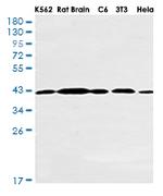 MAPK1 Antibody in Western Blot (WB)