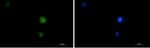 MAPK3/MAPK1 Antibody in Immunocytochemistry (ICC/IF)