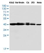 MAPK3/MAPK1 Antibody in Western Blot (WB)