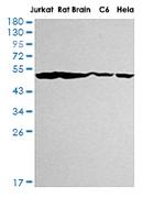 ENO1 Recombinant Rabbit Monoclonal Antibody