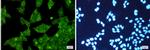 EGFR Antibody in Immunocytochemistry (ICC/IF)