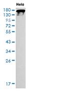 EGFR Antibody in Western Blot (WB)