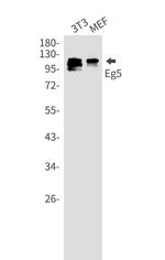 KIF11 Antibody in Western Blot (WB)