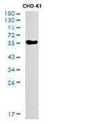KRT10 Antibody in Western Blot (WB)