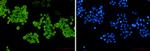 CYP2D6 Recombinant Rabbit Monoclonal Antibody