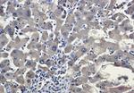 CYP2D6 Antibody in Immunohistochemistry (Paraffin) (IHC (P))