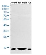CYCS Antibody in Western Blot (WB)