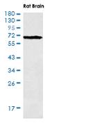 PTGS2 Antibody in Western Blot (WB)