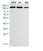 COL3A1 Antibody in Western Blot (WB)
