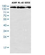 COL1A1 Antibody in Western Blot (WB)