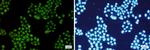 CDK2 Recombinant Rabbit Monoclonal Antibody
