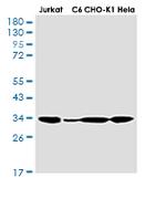 CDK2 Antibody in Western Blot (WB)