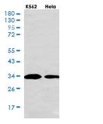CASP3 Antibody in Western Blot (WB)