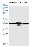 Casp4 Recombinant Rabbit Monoclonal Antibody