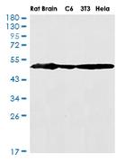TUBB Antibody in Western Blot (WB)