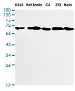BECN1 Recombinant Rabbit Monoclonal Antibody