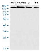 BAG6 Antibody in Western Blot (WB)